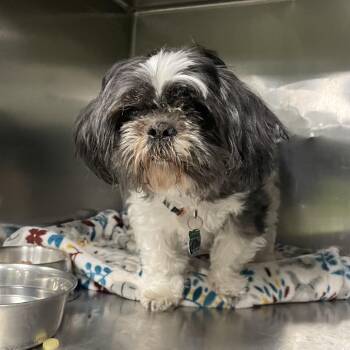 Shih Tzu Dogs Available for Adoption in Spokane, Washington - Cowboy | PetCurious