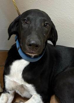 Lainey -  Great Dane Dog for Adoption in Bolivar, Missouri - Lainey | PetCurious
