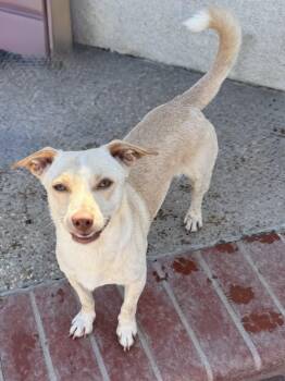 Rescue Chiweenie Dogs for Adoption - ROLLO | PetCurious