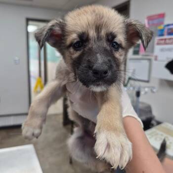 Toodee -  Shepherd and Terrier Dog for Adoption in Cleveland, Mississippi - Toodee | PetCurious