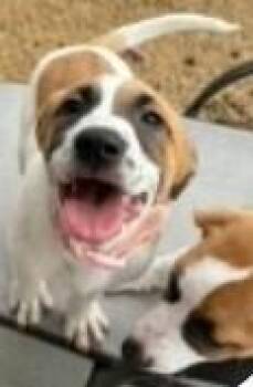 Pointer and Labrador Retriever Dogs Available for Adoption - Flower Girls: Lily | PetCurious