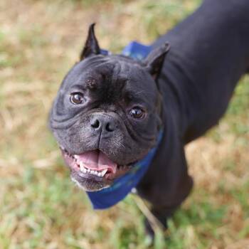CHAMPS -  American Bulldog Dog for Adoption in San Antonio, Texas - CHAMPS | PetCurious