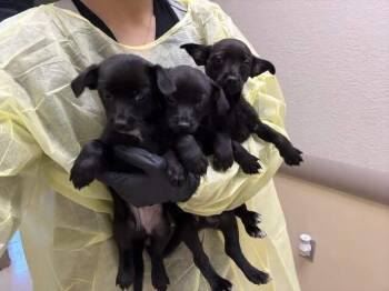 Chihuahua Dogs Available for Adoption - Bologna | PetCurious