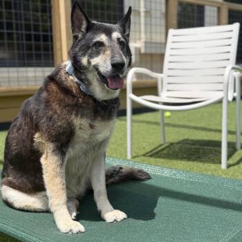 Husky Dogs Available for Adoption in Houston, Texas - Mazy | PetCurious