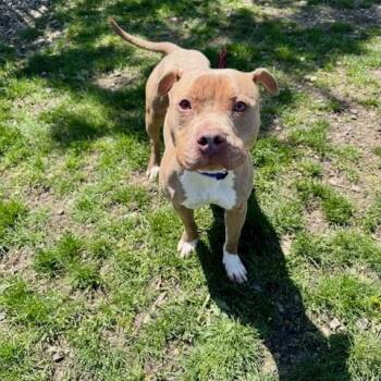 Pit Bull Terrier Dogs Available for Adoption in Buffalo, New York - Luna | PetCurious