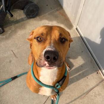 Rowan -  Mixed Breed Dog for Adoption - Rowan | PetCurious
