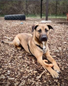 German Shepherd Dog Dogs Available for Adoption - Skywalker | PetCurious