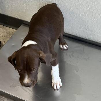Korra -  Mixed Breed Dog for Adoption in Las Cruces, New Mexico - Korra | PetCurious