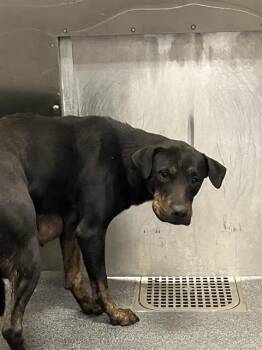 Rescue Mixed Breed Dogs for Adoption in Dallas, Texas - ZURO | PetCurious