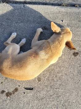 Chihuahua Dogs Available for Adoption - CHUY | PetCurious