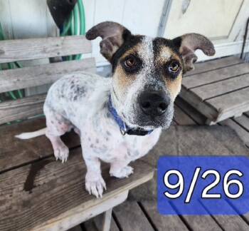 Rescue Basset Hound and Australian Shepherd Dogs for Adoption in Tulsa, Oklahoma - Ulysses | PetCurious