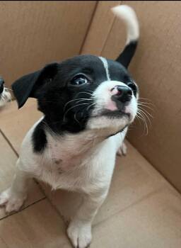 Rescue Jack Russell Terrier and Chihuahua Dogs for Adoption in Antioch, California - Timmy | PetCurious