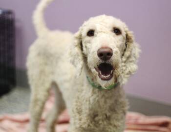 Poodle Dogs Available for Adoption in Manchester, New Hampshire - Clay In NH! Come Meet Our Adoptable Dogs Wednesday-Saturday. Mor | PetCurious