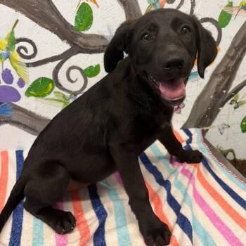 Kona -  Black Labrador Retriever Dog for Adoption in Danville, Vermont - Kona | PetCurious