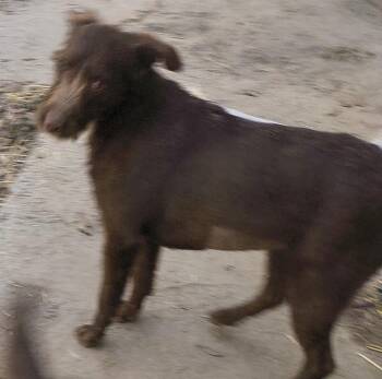 Poodle and Chocolate Labrador Retriever Dogs Available for Adoption - Bonnie | PetCurious