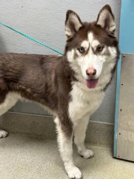 Siberian Husky Dogs Available for Adoption - RANDY | PetCurious