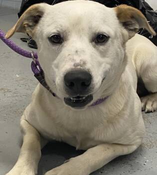 Rescue Australian Cattle Dog Blue Heeler and Mixed Breed Dogs for Adoption in Beebe, Arkansas - Buddy - 1 | PetCurious