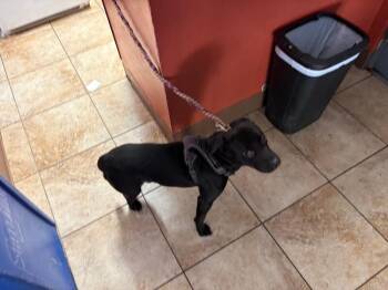 Robert -  Mixed Breed Dog for Adoption in Cincinnati, Ohio - Robert | PetCurious