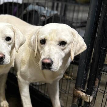 Rescue Yellow Labrador Retriever Dogs for Adoption in Columbia, South Carolina - Birch | PetCurious