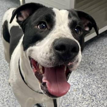 Luke 26-0491 -  Mixed Breed Dog for Adoption in Yanceyville, North Carolina - Luke 26-0491 | PetCurious