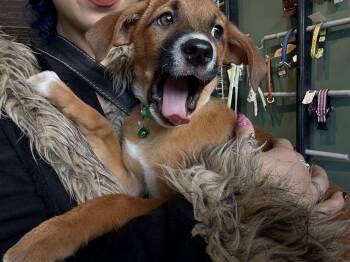 Black Mouth Cur Dogs Available for Adoption - Ruby | PetCurious