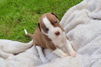 Bam Bam - The Little Pup Who Makes a Big Impact! -  American Staffordshire Terrier and Labrador Retriever Dog for Adoption in Atlanta, Georgia - Bam Bam - The Little Pup Who Makes A Big Impact! | PetCurious