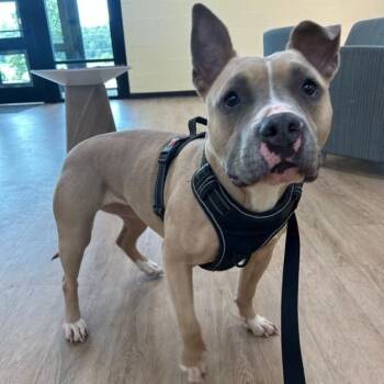 "Dixie" -  Pit Bull Terrier Dog for Adoption in Lyndhurst, Virginia - "Dixie" | PetCurious