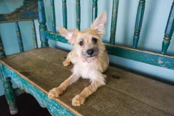 Nellie -  Cairn Terrier and Mixed Breed Dog for Adoption in San Antonio, Texas - Nellie | PetCurious