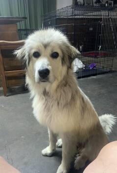 Lani -  Great Pyrenees Dog for Adoption in Pittsburgh, Pennsylvania - Lani | PetCurious