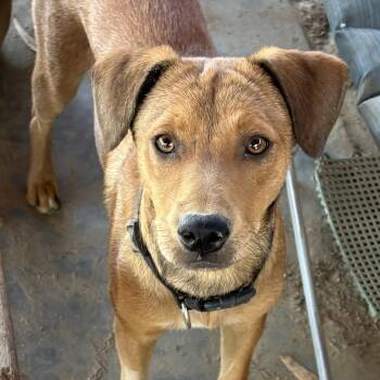 Sammy -  Terrier and Chihuahua Dog for Adoption in Coachella, California - Sammy | PetCurious