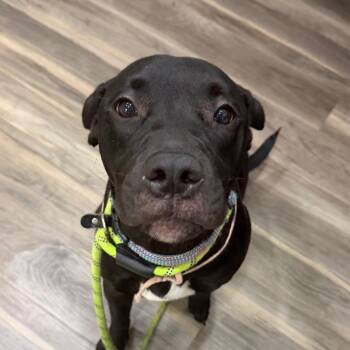 Ophelia(Opie) -  Black Labrador Retriever and Golden Retriever Dog for Adoption in Muncie, Indiana - Ophelia(Opie) | PetCurious