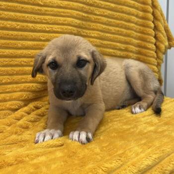 Meow -  Retriever and Shepherd Dog for Adoption in Kanab, Utah - Meow | PetCurious