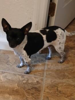 DeeDee -  Chihuahua Dog for Adoption in Eastman, Georgia - DeeDee | PetCurious