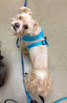 Border Terrier and American Staffordshire Terrier Dogs Available for Adoption - Ken | PetCurious