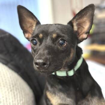 Mojito -  Mixed Breed Dog for Adoption in San Francisco, California - Mojito | PetCurious