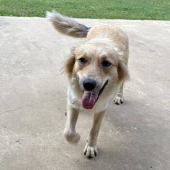 Australian Shepherd Dogs Available for Adoption in Stormville, New York - CT Hoka *deaf* | PetCurious