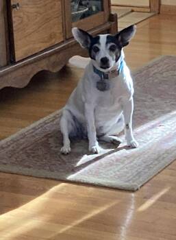 Rat Terrier Dogs Available for Adoption in Whitewater, Wisconsin - Sebastian | PetCurious