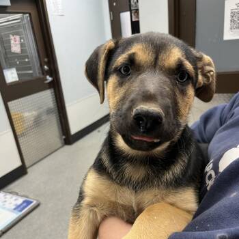 Virgo -  German Shepherd Dog and Husky Dog for Adoption in Durango, Colorado - Virgo | PetCurious