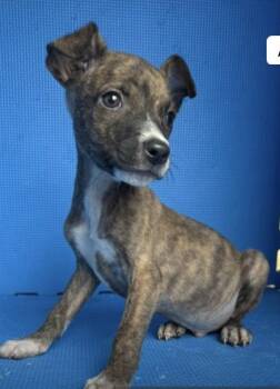 Chihuahua Dogs Available for Adoption - Cristobal | PetCurious