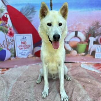JEREMIAH -  Siberian Husky Dog for Adoption in Long Beach, California - JEREMIAH | PetCurious