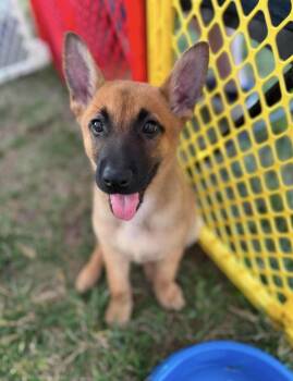 Belgian Shepherd Malinois and German Shepherd Dog Dogs Available for Adoption in Kannapolis, North Carolina - Gabby | PetCurious