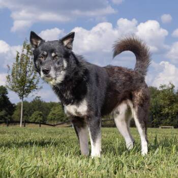 Ridge -  Mixed Breed Dog for Adoption in Franklin, Tennessee - Ridge | PetCurious