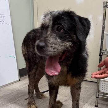 Fiona -  Irish Wolfhound and Vizsla Dog for Adoption in Waldorf, Maryland - Fiona | PetCurious