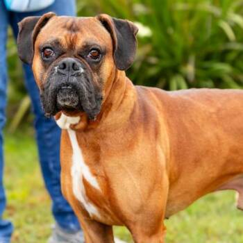OSCAR -  Boxer Dog for Adoption in Camarillo, California - OSCAR | PetCurious