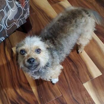 Yorkshire Terrier and Poodle Dogs Available for Adoption in Alma, Wisconsin - Joy | PetCurious