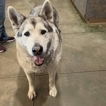 DJ -  Alaskan Malamute Dog for Adoption in Cheyenne, Wyoming - DJ | PetCurious