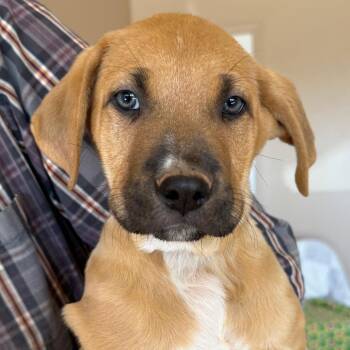 Willi -  Shepherd and Mixed Breed Dog for Adoption in Salt Lake City, Utah - Willi | PetCurious