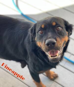 Pineapple -  Rottweiler Dog for Adoption in St. Augustine, Florida - Pineapple | PetCurious