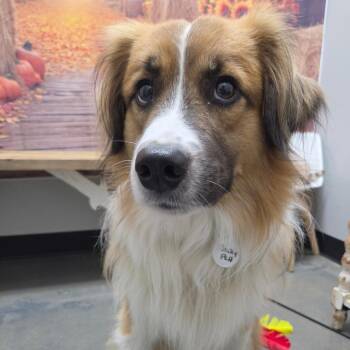 Bailey -  Australian Shepherd Dog for Adoption in Normal, Illinois - Bailey | PetCurious