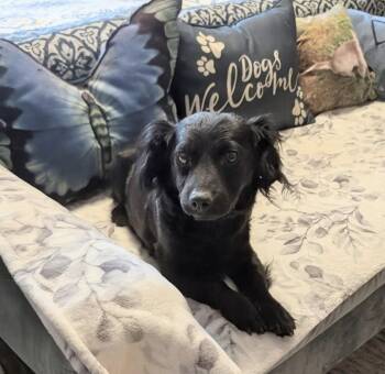 Miniature Poodle and Cocker Spaniel Dogs Available for Adoption in Ephrata, Washington - Haley | PetCurious